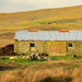 Sheep Shed by lifeat60degrees