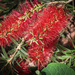 Bottle Brush by mumswaby
