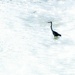 Water Bird by judyc57