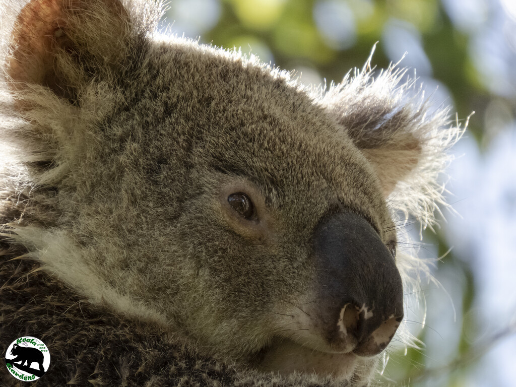 complimentary light by koalagardens