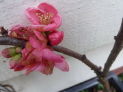 25th Jan 2022 - Japonica blossom - my earliest spring flowers
