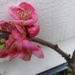 Japonica blossom - my earliest spring flowers by snowy