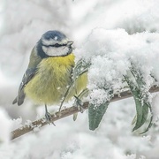 25th Jan 2022 - Blue Tit in the Snow