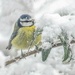 Blue Tit in the Snow by shepherdmanswife