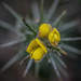 Gorse flowers. by gamelee