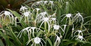 26th Jan 2022 -  White Spider lilies ~