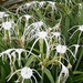  White Spider lilies ~ by happysnaps