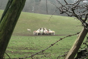 25th Jan 2022 - pregnant ewes back in the field