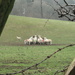 pregnant ewes back in the field by anniesue
