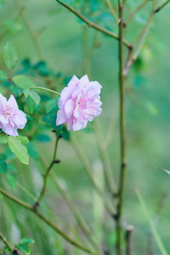 Pretty pink  by lisasavill