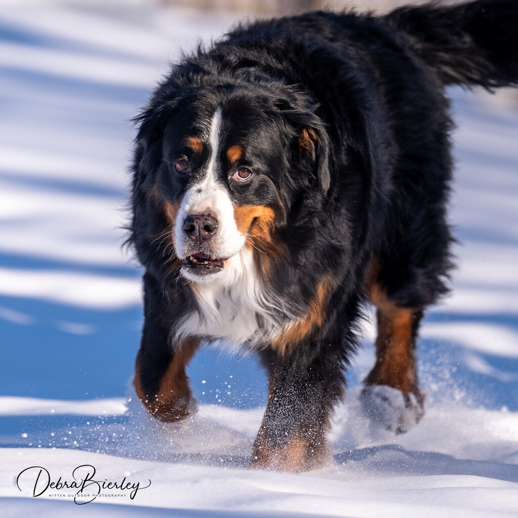 Miss Molly by dridsdale