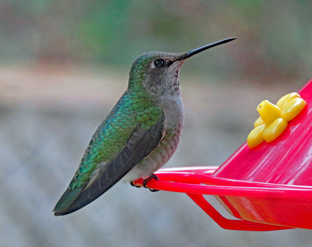 Female Annas Hummingbird by kathyo