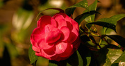25th Jan 2022 - The Camellia's are Still Hanging On!