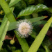Processed Puffy Plant by jbritt