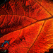 Maple Leaf by jbritt
