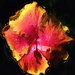 Processed Hibiscus by jbritt