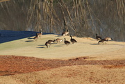 24th Jan 2022 - Jan 24 Geese Eating in Practice AreaIMG_5145