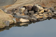 25th Jan 2022 - Jan 25 Blue Heron Fishing In Overflow AreaIMG_5152