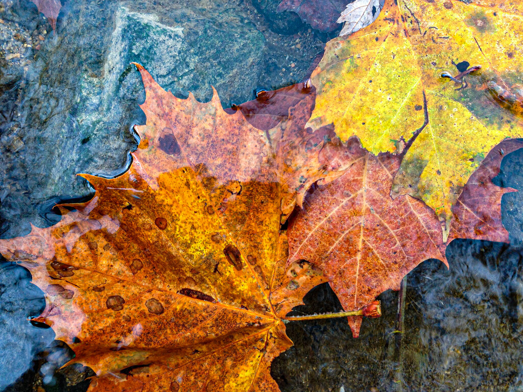 Leaves in Potomac River by jbritt