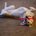 Playful puppy by dawnbjohnson2