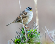 25th Jan 2022 - White-crowned Sparrow