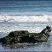Elephant Seal Rock by madamelucy