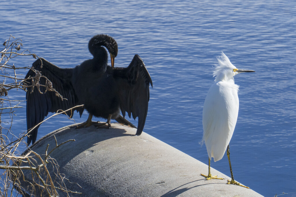 Anhinga & Snowy Egret by kvphoto