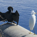 Anhinga & Snowy Egret