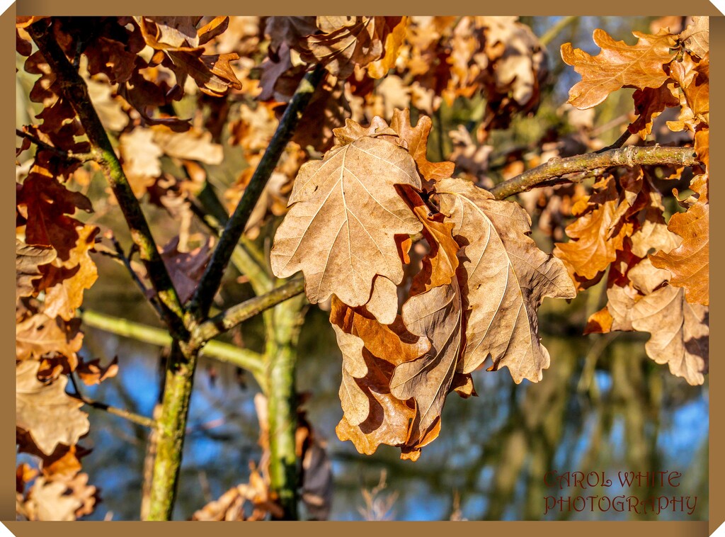 Withered Leaves by carolmw