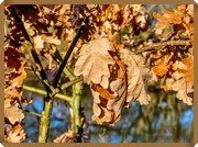 26th Jan 2022 - Withered Leaves