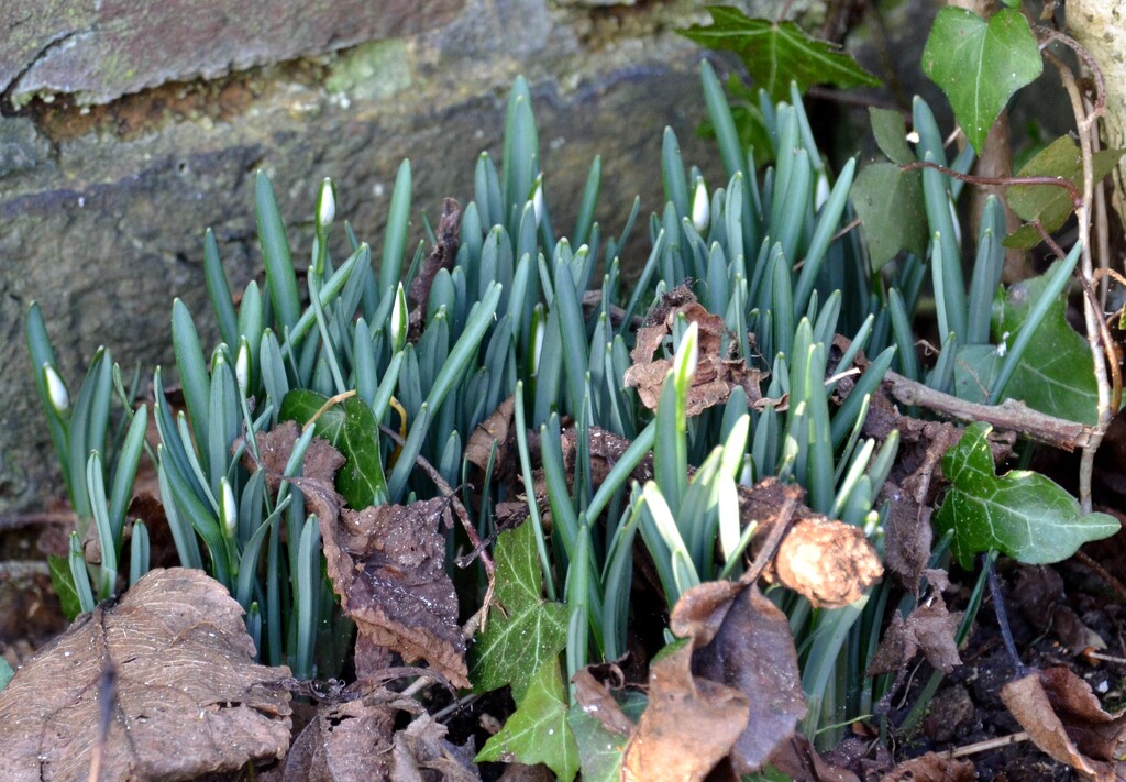 Clump of Snowdrops by arkensiel