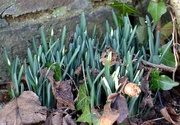 26th Jan 2022 - Clump of Snowdrops