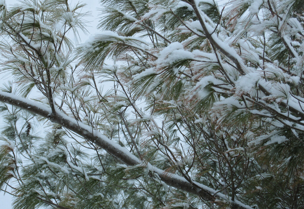 Snow on pine needles by mittens