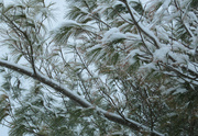 26th Jan 2022 - Snow on pine needles