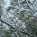 Snow on pine needles