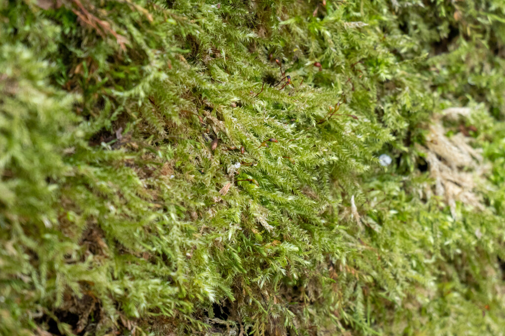 Lichen.. by susie1205