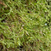 Lichen.. by susie1205