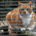 Samson, Barn Cat Ruler by linnypinny