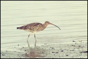 25th Jan 2022 - Curlew 