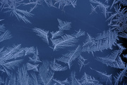 26th Jan 2022 - jack frost 
