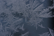 26th Jan 2022 - jack frost 