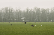 26th Jan 2022 - Eagles and Ravens Foraging for Lamb Placentas
