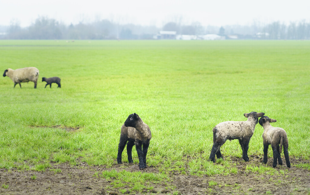 Triplet Lambs by jgpittenger