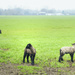 Triplet Lambs by jgpittenger