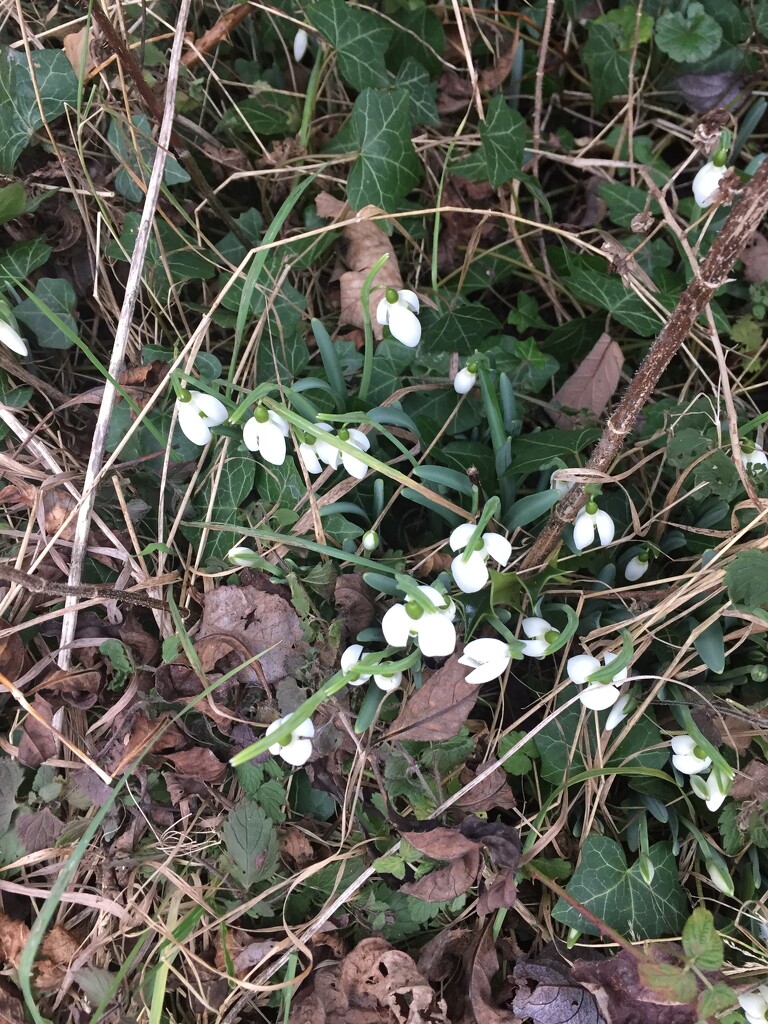Snowdrops in the hedgebottom by snowy