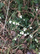 26th Jan 2022 - Snowdrops in the hedgebottom