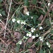 Snowdrops in the hedgebottom by snowy