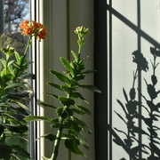 26th Jan 2022 - Flowers and their shadows