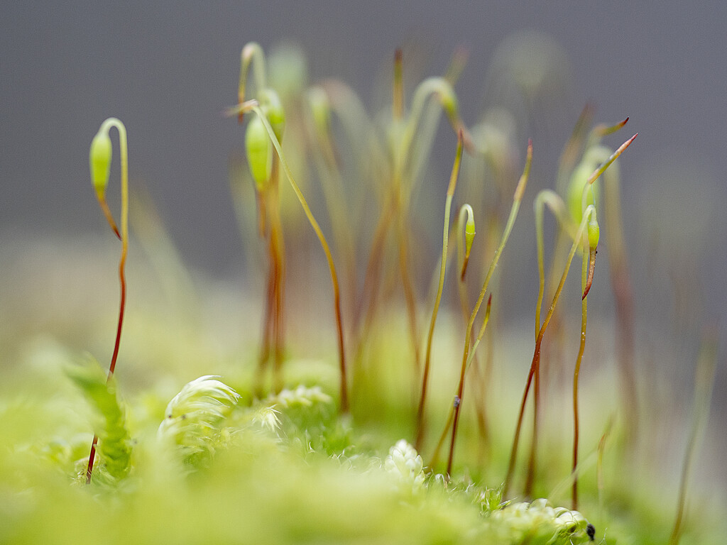 Moss and sporophytes. by gamelee