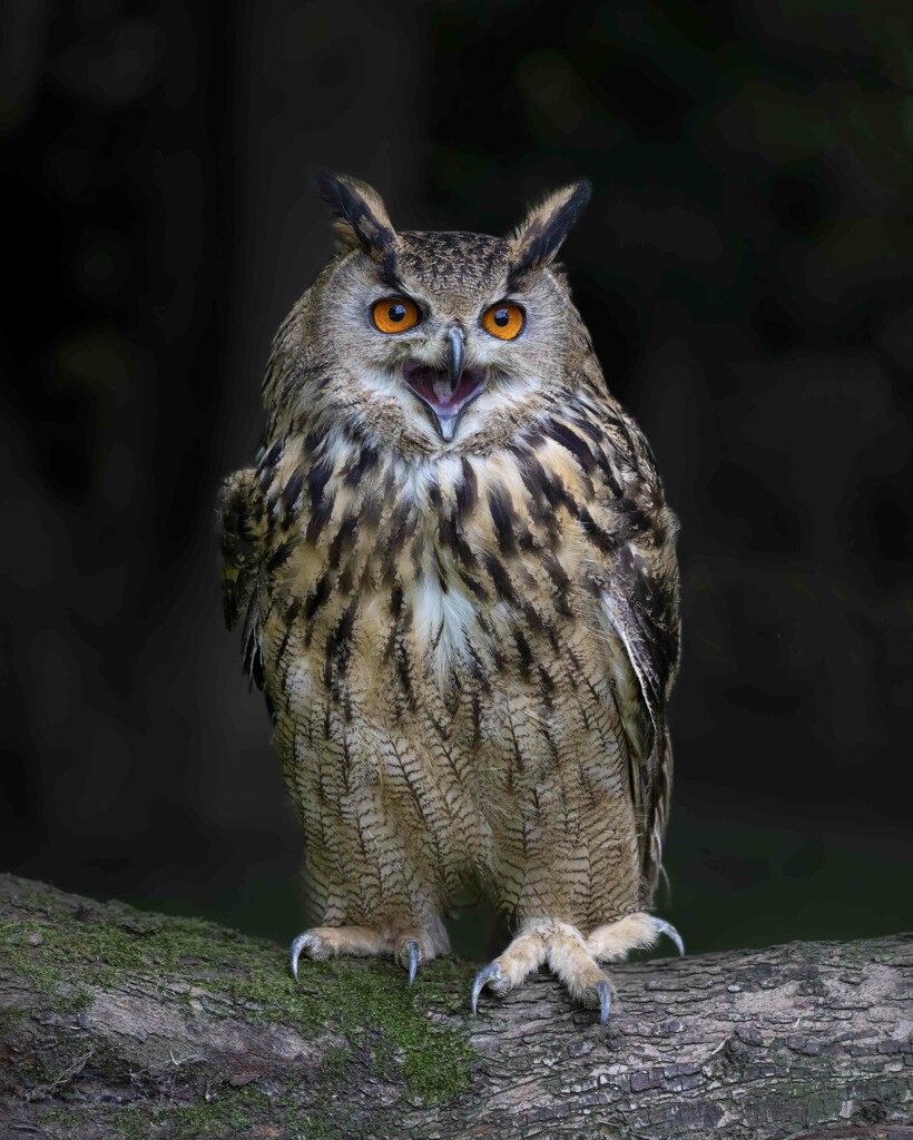 European Eagle Owl by shepherdmanswife